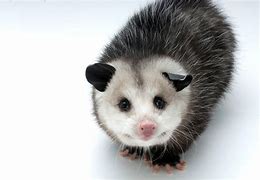 Image result for Pygmy Short-Tailed Opossum Are Found