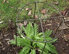 Image result for Grow through Plant Supports