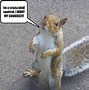 Image result for Mean Squirrel Meme