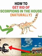 Image result for How Do You Get Rid of Scorpions
