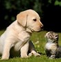 Image result for Puppies and Kittens Wallpaper for My Desktop