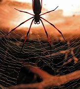 Image result for Spider Wallpaper
