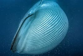 Image result for Biggest Blue Whale Ever Recorded