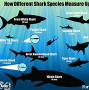 Image result for Shark Species Size Chart