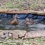 Image result for Making a Duck Pond