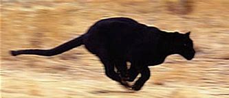 Image result for Black Panther Running