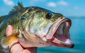 Image result for bass fish