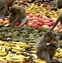 Image result for Monkey Buffet Festival Lopburi Th