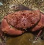 Image result for Giant Crab