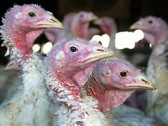 Image result for What Is the Bird Flu