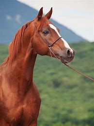 Image result for Horse Face