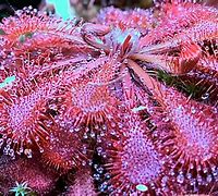Image result for Carnivorous Cactus