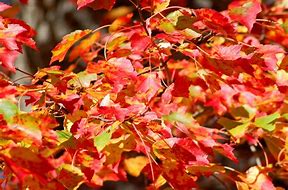 Image result for Maple Atrocity