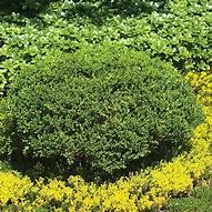 Image result for Wintergreen Boxwood Shrub, Size: 1 Gal