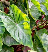 Image result for Elephant Ear Plant