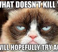Image result for Grumpy Cat Funny Memes Clean