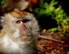 Image result for Monkeys in Lopburi