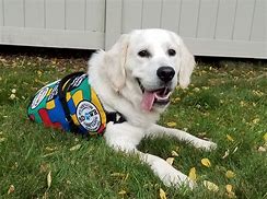 Image result for Autism Service Dog