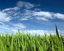 Image result for Desktop Wallpaper Grass Sky