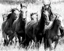 Image result for Wild Horse Stampede