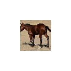 2016 Bay Stallion for sale :: AQHA Quarter Horses foals for sale AQHA