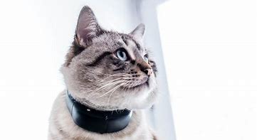 Image result for Cat GPS Tracking Devices