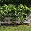 Image result for Upcycle Gardening