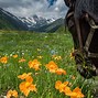Image result for Farm North Ossetia