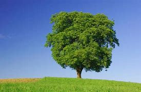 Image result for Tree Tree