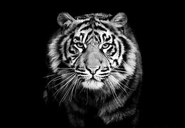 Image result for Background Designs Black and White Tiger