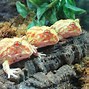 Image result for Albino Frog