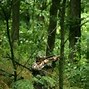 Image result for Hang On Tree Stands for Deer Hunting