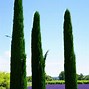 Image result for Types of Cypress Tree Pictures