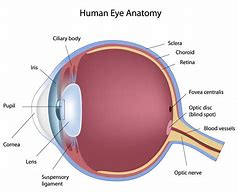 Image result for Eye Anatomy Chart
