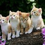 Image result for Baby Cat Wallpaper for Computer
