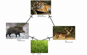 Image result for Malayan Tiger Food