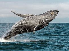 Image result for Humpback Whale Tonga