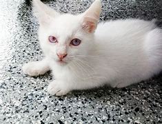 Image result for Albino Cat