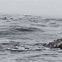 Image result for Full Dark Skin Humpback Whales