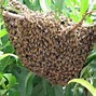 Image result for Honey Bee Head