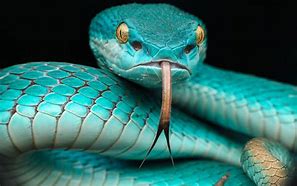 Image result for Blue Snake Background