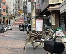 Image result for Zebra escapes Seoul zoo