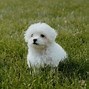 Image result for Maltipoo with Human
