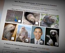 Image result for Teacher Obama primates