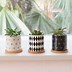 Image result for Small Indoor Planters
