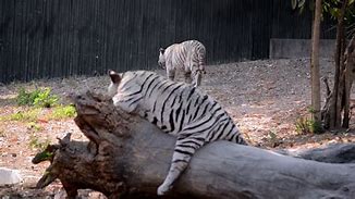 Image result for White Tiger Zoo UK