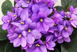 Image result for White African Violet Planter