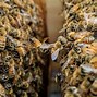 Image result for Honey Bee Health