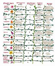 Image result for Plant and Flower Guide