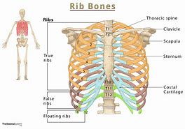 Image result for Rib Cage Back View
